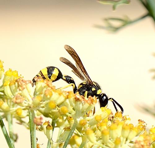 Eumenes sp.